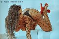 Foto Alessandra Fogaca Annunci Transescort Palermo - 27