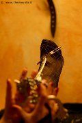 Foto Lady De Sade Italy Annunci Mistress Marina Di Carrara - 6